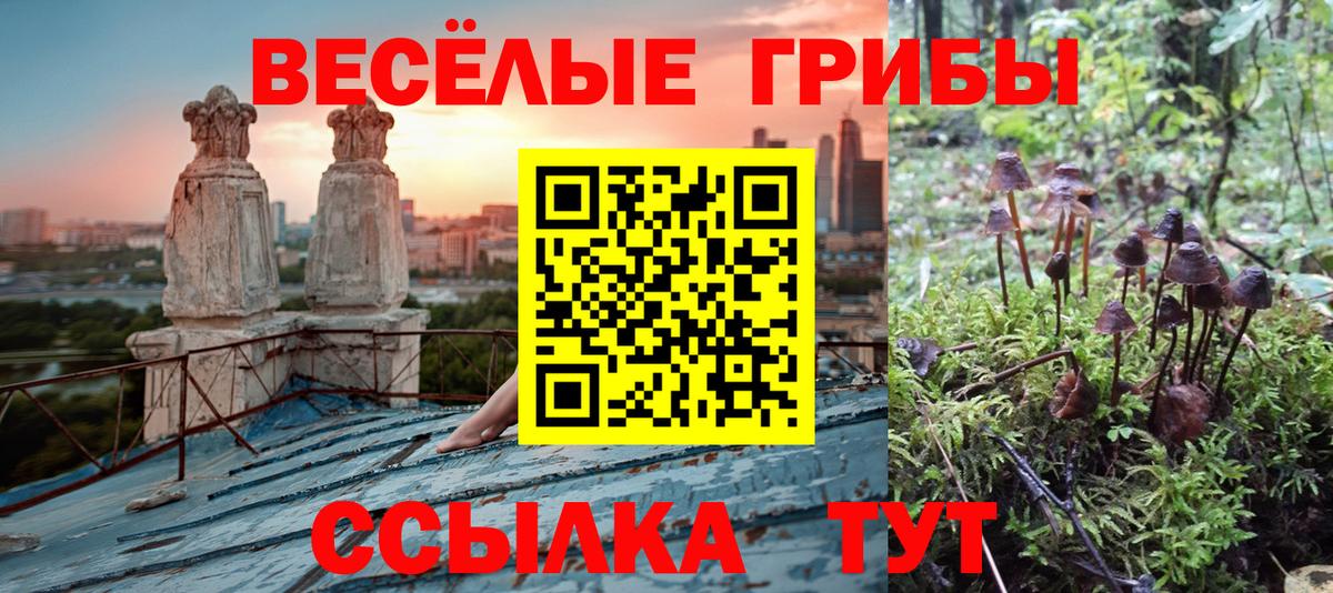 Галлюциногенные грибы Psilocybe Буйнакск
